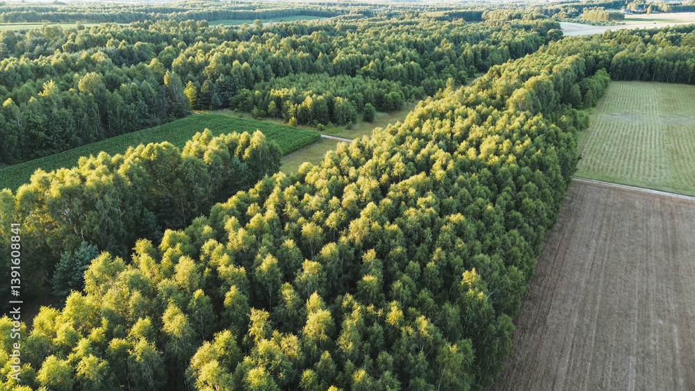 Top view of thick forest canopy