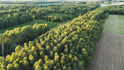 Obraz na płótnie Top view of thick forest canopy w salonie