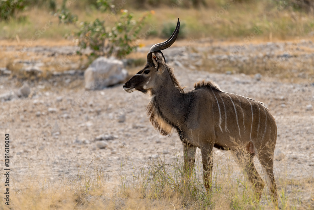Naklejka premium African kudu walking through thicket — animal of Africa 