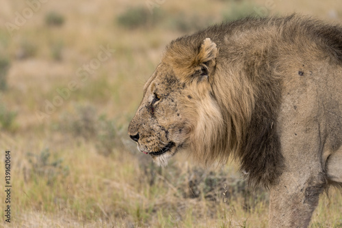 Photography Lion Family with Cubs – African Wildlife - Animal of Africa