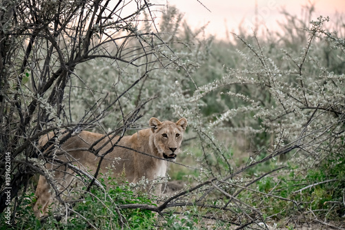 Photography Lion Family with Cubs – African Wildlife - Animal of Africa