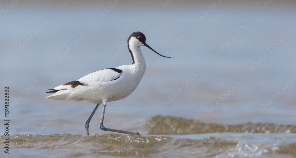 Pied avocet - feeding on the shore of lagoon in the cloud of mosquitoes Pied avocet - feeding on the shore of lagoon in the cloud of mosquitoes