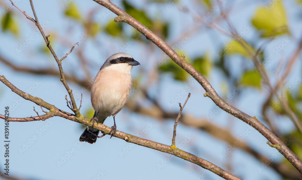 Fototapeta premium The red-backed shrike - in spring at a wetland