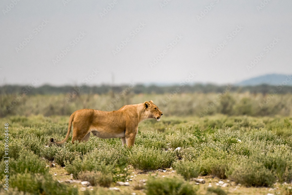 Fototapeta premium Lion Family with Cubs – African Wildlife - Animal of Africa