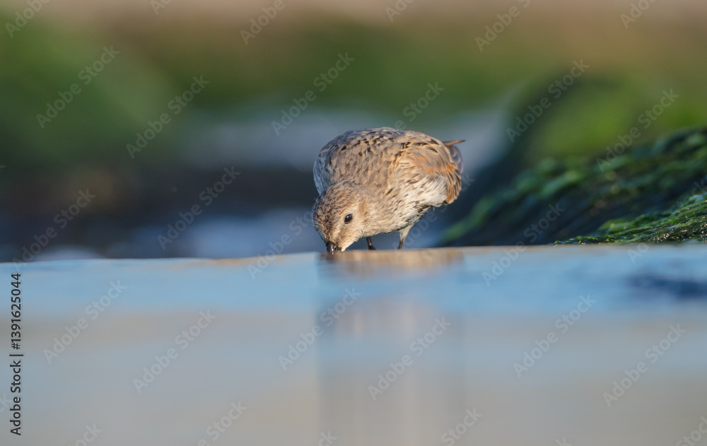 Dunlin - at a seashore on the autumn migration way Dunlin - at a seashore on the autumn migration way