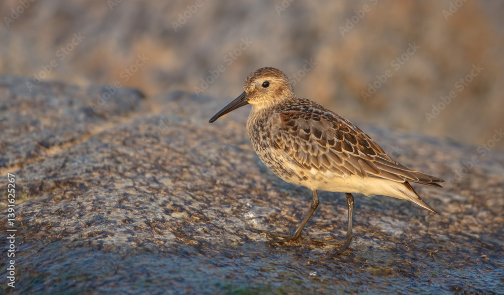Dunlin - at a seashore on the autumn migration way Dunlin - at a seashore on the autumn migration way