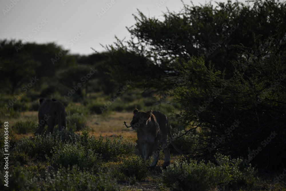 Fototapeta premium lioness in the savannah, Animal of africa