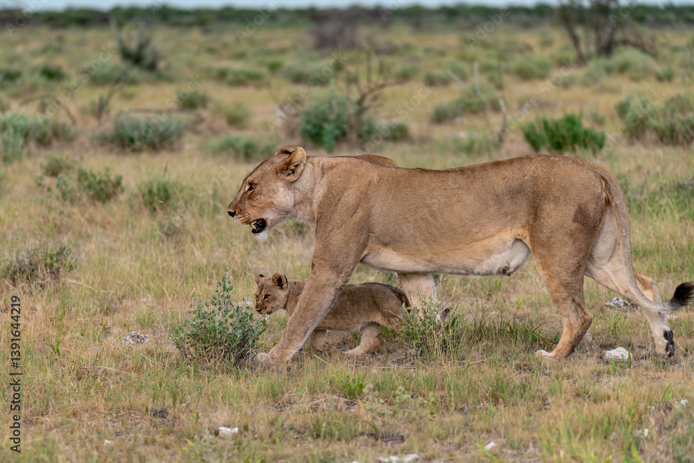 Naklejka premium Lion Family with Cubs – African Wildlife - Animal of Africa