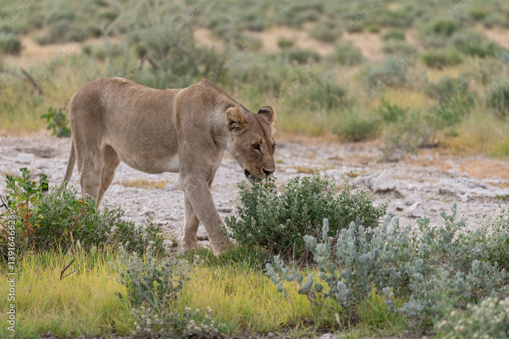 Naklejka premium Lion Family with Cubs – African Wildlife - Animal of Africa