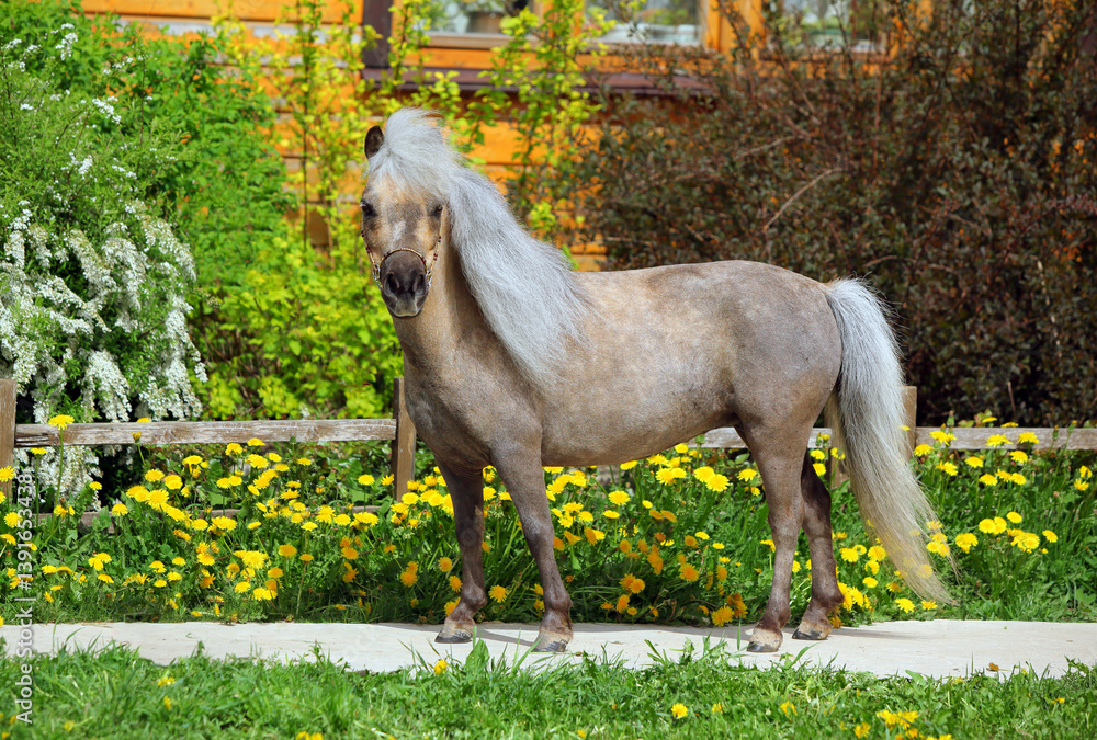 Funny palomino pony in spring meadow near the ranch