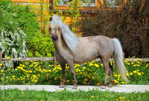 Funny palomino pony in spring meadow near the ranch
