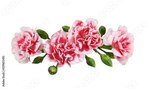 Obraz na płótnie Red and white carnation flowers in a line floral arrangement isolated on white o
