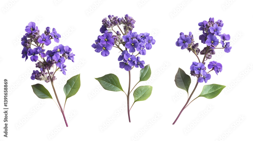 Obraz premium Pack of Heliotrope set of Three Different Poses set Against Transparent Background for Floral Branding, Garden Promotion, or Nature Design Projects
