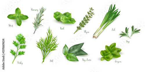 Fresh culinary herbs collection. Realistic vector illustration of mint, rosemary, basil, thyme, leek, sage, parsley, dill, bay leaves and oregano. Green aromatic plants for cooking and seasoning.