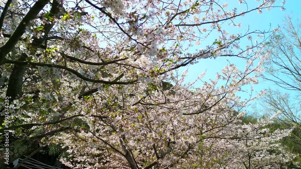 【Japan Chiba】4K Japanese Yoritomo's Cherry Blossoms on the Hota River Drone aerial footage 【Japan Chiba】4K Japanese Yoritomo's Cherry Blossoms on the Hota River Drone aerial footage