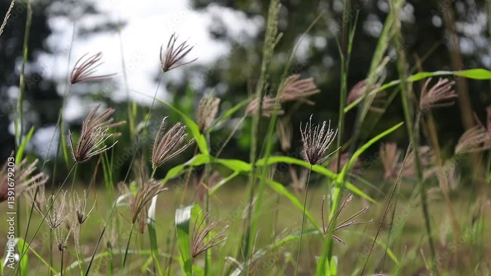 Chloris gayana is a species of grass that is also known by the name of Rhodes grass. Chloris gayana is a species of grass that is also known by the name of Rhodes grass.