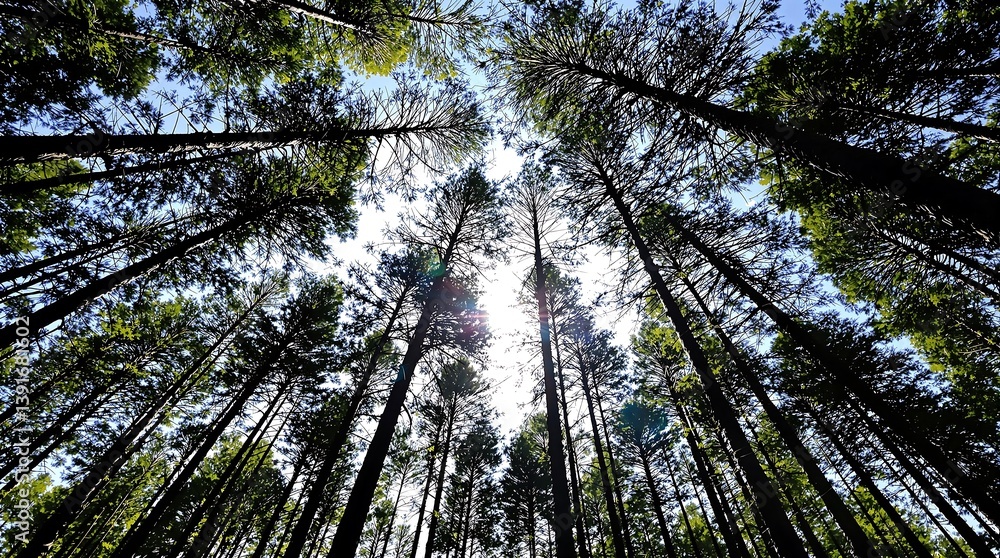 Fototapeta premium Tranquil Forest Canopy View with Sunlight Streaming Through Tall Trees