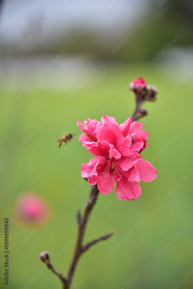 Pink peach blossoms blooming and bees collecting nectar in a rural countryside in spring.
Pink peach blossoms blooming and bees collecting nectar in a rural countryside in spring.