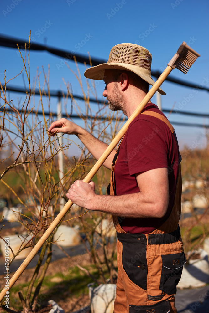 Male gardener with hat working with a rake in a blueberries organic farm.