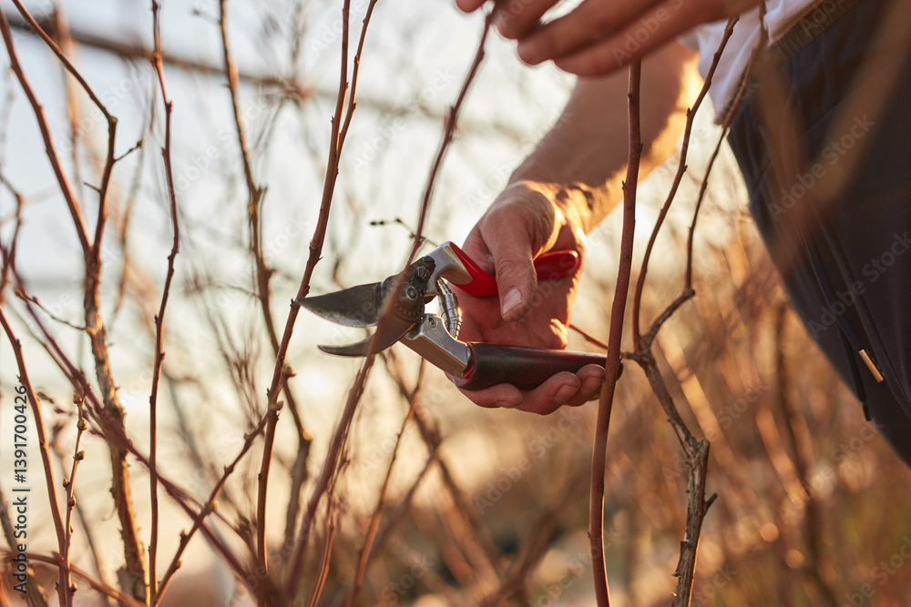 Male gardener with prunign shears working in a blueberries organic farm.