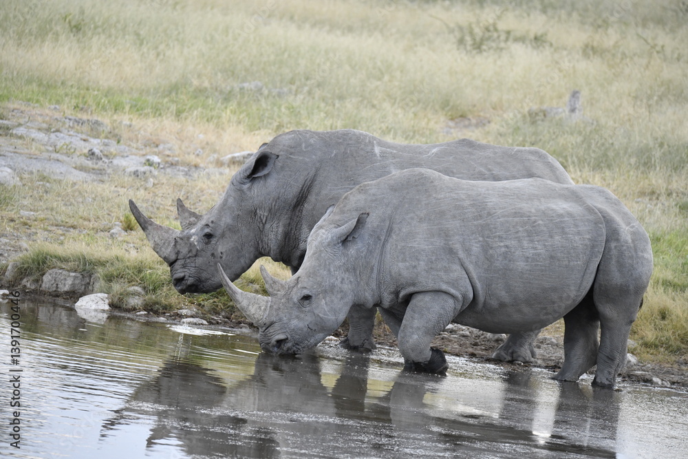 Fototapeta premium Gentle Giant Grazing – White Rhino – Animal of Africa