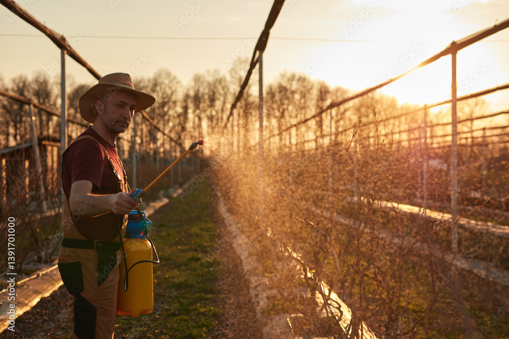 Farmer using pesticide, insecticide and herbicide sprayer sprinkler in an blueberries farm outdoors in springtime, before blooming.