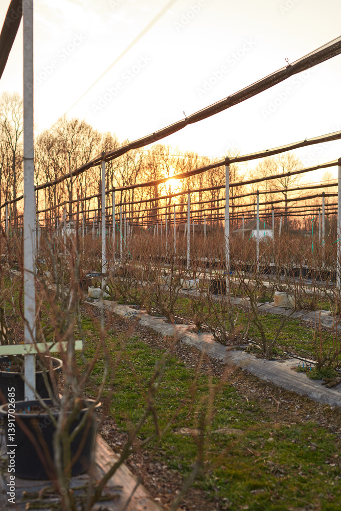 Blueberries organic farm with hail protective netting.
