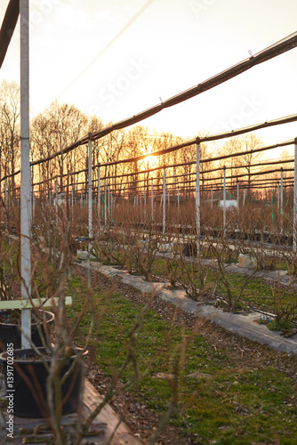 Obraz na płótnie Blueberries organic farm with hail protective netting. w salonie