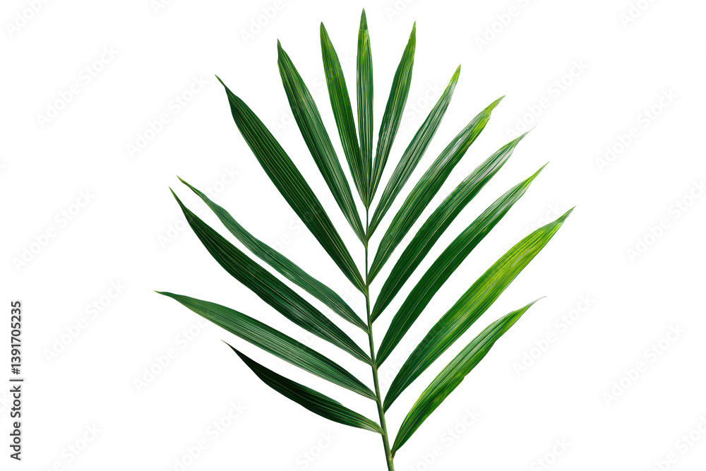 Tropical green palm leaf, cut out Tropical green palm leaf, cut out