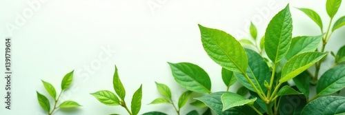 Large leafy plant with thick stems on white background, foliage, natural, herb
