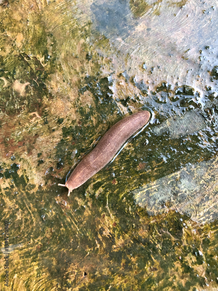 Fototapeta premium leech