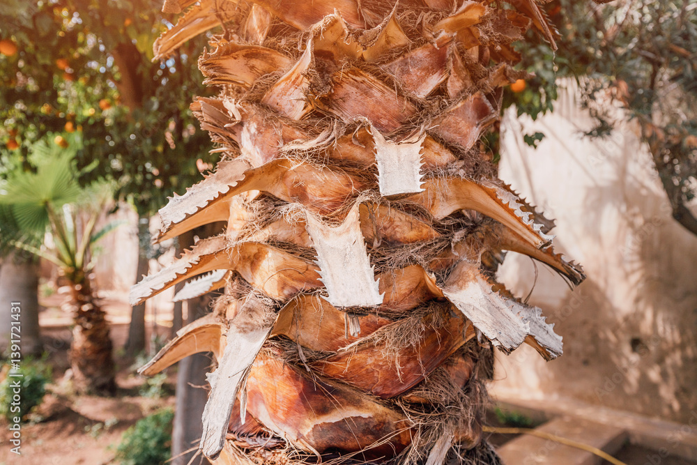 Sunlight illuminates the textured bark of a palm tree, highlighting the intricate patterns and fibrous remnants of pruned fronds