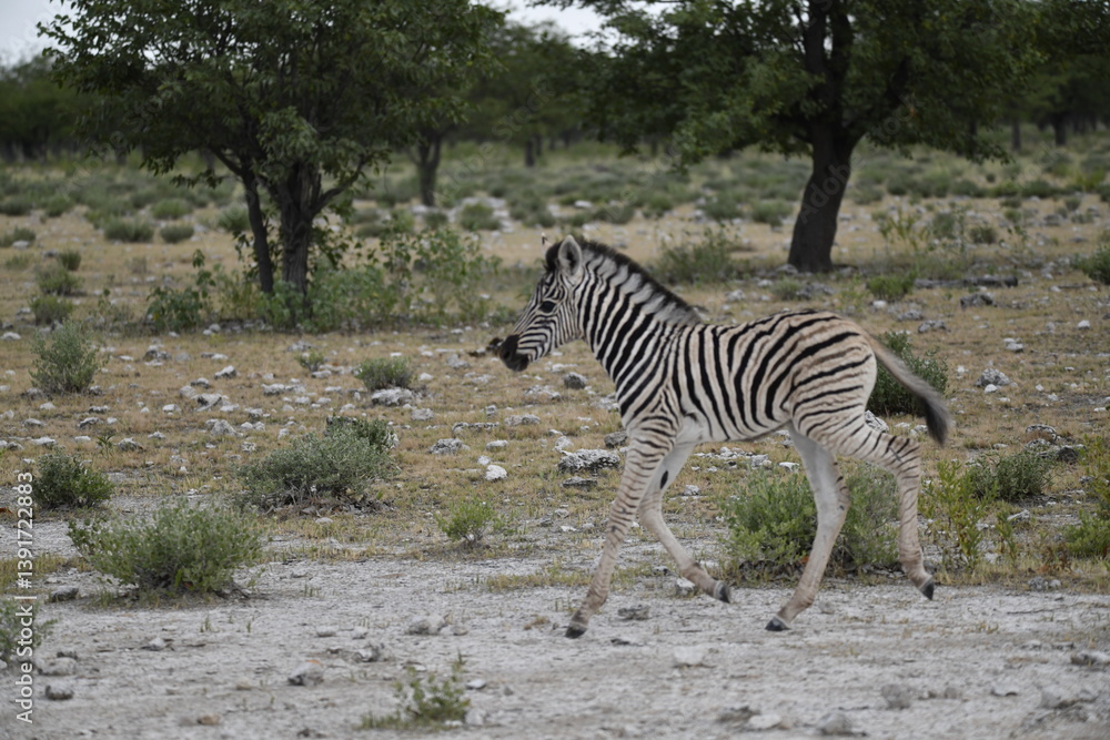 Obraz premium zebra in wild savannah, Animal of africa