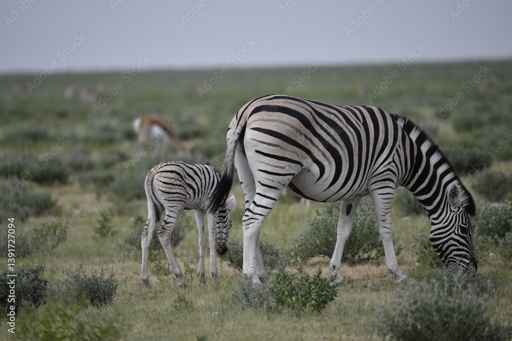 Obraz premium zebra in wild savannah, Animal of africa