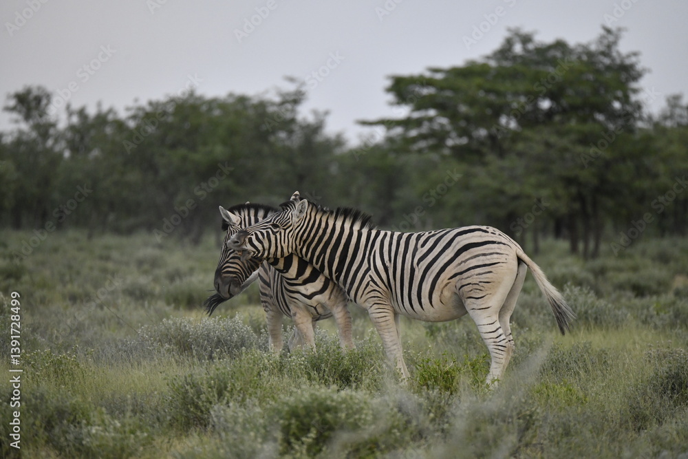 Obraz premium zebra in wild savannah, Animal of africa