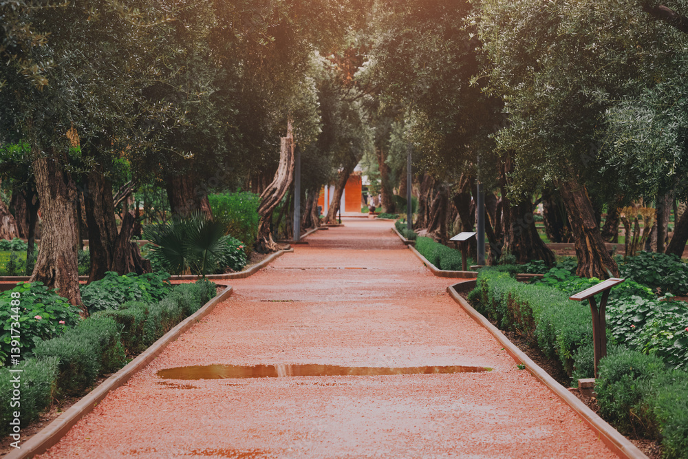 Scenic view of a tranquil red gravel path winding through a peaceful olive grove after a refreshing rain, creating a serene atmosphere