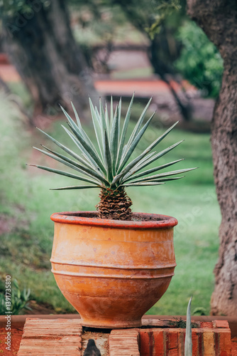 Obraz na płótnie Potted agave succulent thriving in a rustic terracotta pot, adding a touch of tranquility to a serene garden landscape w salonie