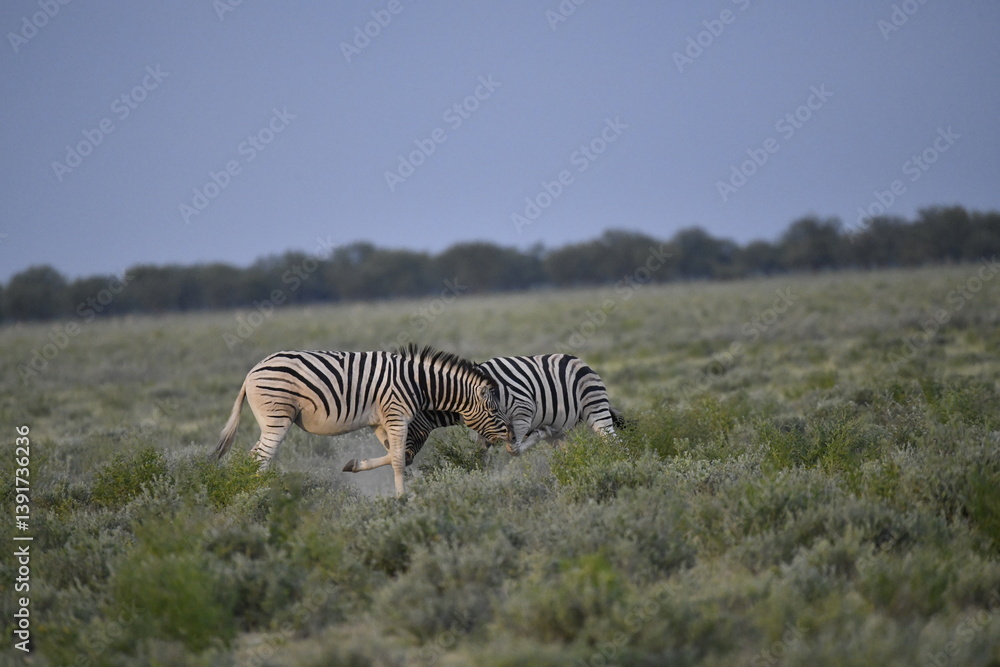 Obraz premium zebra in wild savannah, Animal of africa