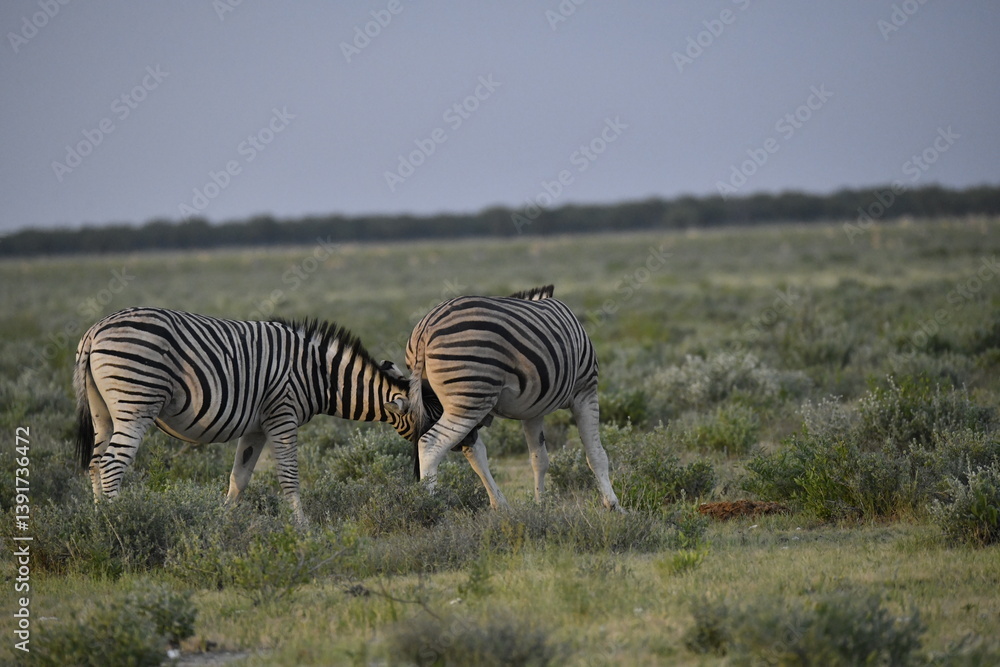 Obraz premium zebra in wild savannah, Animal of africa