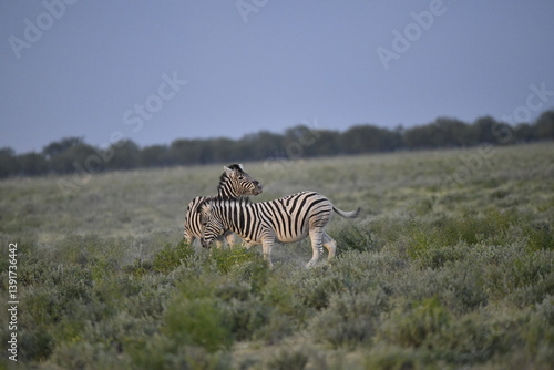 zebra in wild savannah, Animal of africa