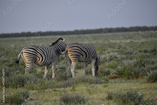 zebra in wild savannah, Animal of africa