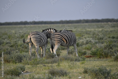 zebra in wild savannah, Animal of africa
