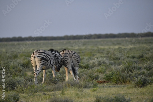 zebra in wild savannah, Animal of africa