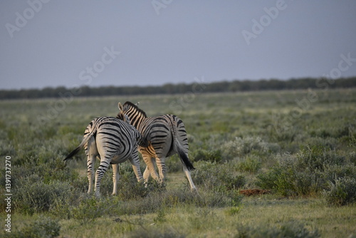 zebra in wild savannah, Animal of africa