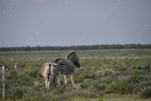 zebra in wild savannah, Animal of africa