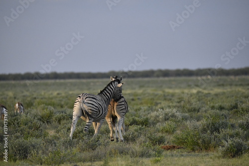 zebra in wild savannah, Animal of africa
