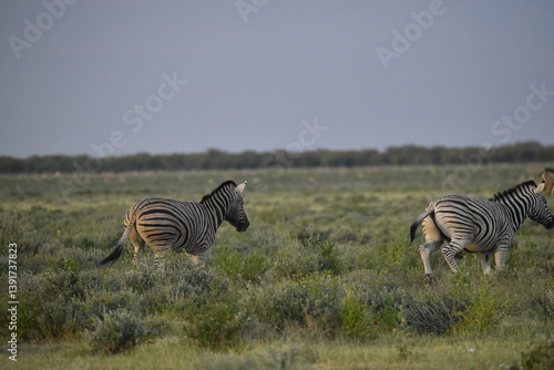 zebra in wild savannah, Animal of africa