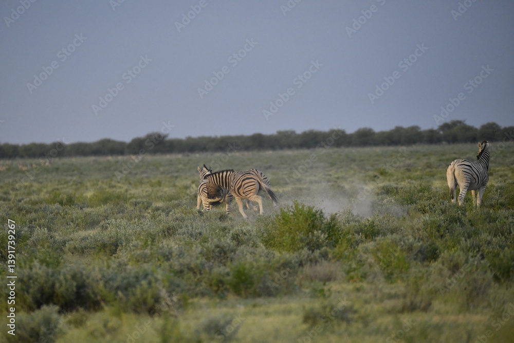 Naklejka premium zebra in wild savannah, Animal of africa