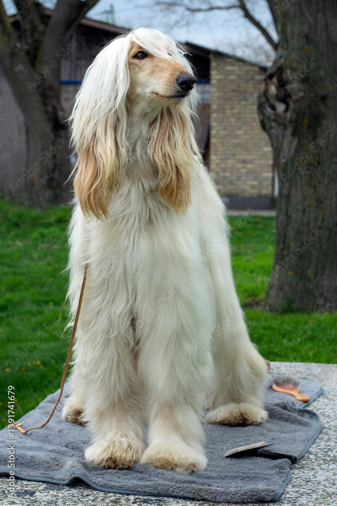 Afghan hound standing on a grooming table outdoor portrait Afghan hound standing on a grooming table outdoor portrait