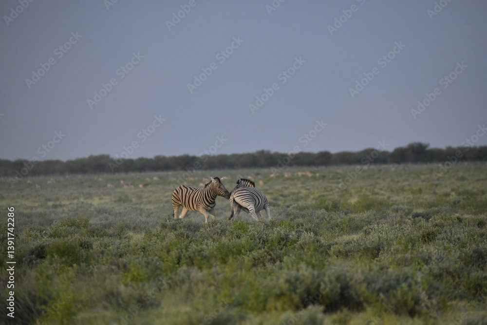 Naklejka premium zebra in wild savannah, Animal of africa